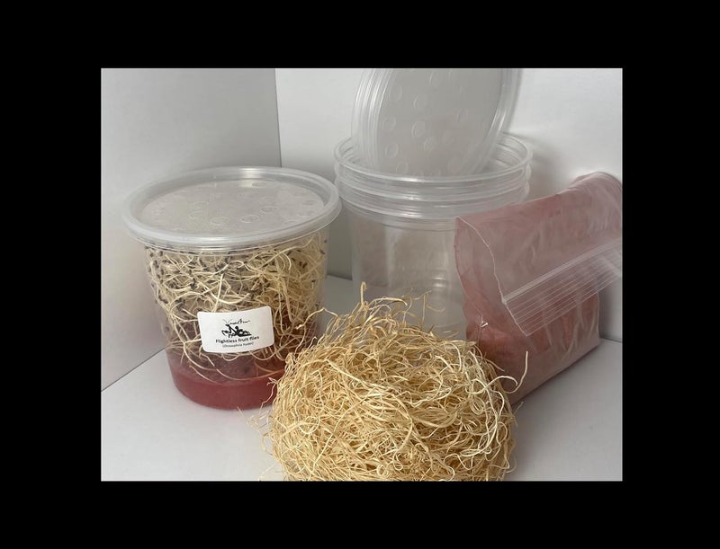 BugBoy4Ever Flightless Fruit Fly (D. hydei) Culture kit - Includes: 1 Complete Culture, 3 containers with lids, 4 oz Dry Medium, Wood Wool, with Directions - Image 1